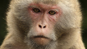 Τεχνητά αιμοφόρα αγγεία από 3D εκτυπωτή μεταμοσχεύθηκαν επιτυχώς σε μαϊμούδες [vids]