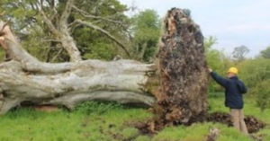 Θυελλώδεις άνεμοι Ξερίζωσαν Τεράστιο Δέντρο. Μόλις οι Επιστήμονες είδαν ΤΙ κρυβόταν από κάτω του, έμειναν άφωνοι!