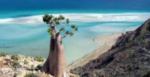 Νησί Σοκότρα: Το πιο εξωγήινο μέρος του πλανήτη [Εικόνες]