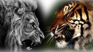 Και ναι!!! Η απόλυτη μάχη! Τίγρης vs Λιοντάρι - Ποιο θα επικρατήσει (βίντεο)