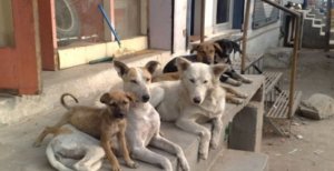 Είδηση Σοκ από Μενίδι Αττικής - Έσφαζαν σκυλιά για να τα φάνε και να τα πουλήσουν στην αγορά (ΦΩΤΟ-ΒΙΝΤΕΟ)