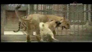 Όταν σκύλος Τουρκίας «Kangal» επιτίθεται σε λιοντάρι και τίγρη (βίντεο)