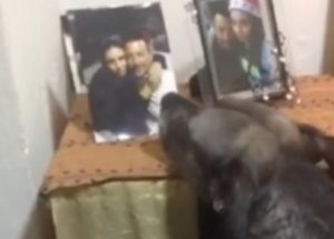 Το βίντεο που ραγίζει καρδιές! Σκύλος στην Καβάλα, θρηνεί κάθε μέρα μπροστά στη φωτογραφία της νεκρής αφεντικίνας του!