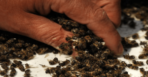Τι θα συμβεί στον πλανήτη εάν εξαφανιστούν οι μέλισσες;