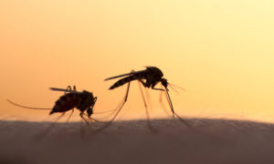 Ελονοσία: Γεγονός το εμβόλιο που θα την εξαλείψει – Δίνει 100% προστασία από την λοίμωξη