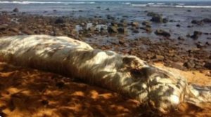 Άγνωστο πλάσμα ξεβράστηκε σε παραλία των Φιλιππίνων