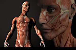 20 αλήθειες για το ανθρώπινο σώμα που θα σας αφήσουν άφωνους