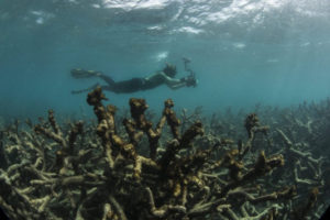 Πεθαίνουν τα κοράλλια! Πρωτοφανές επεισόδιο λεύκανσης στο Μεγάλο Κοραλλιογενές Φράγμα της Αυστραλίας!