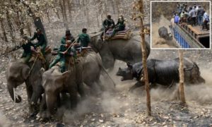 ΤΑ ΠΗΡΕ ΠΑΡΑΜΑΖΩΜΑ: Εξαγριωμένος ρινόκερος επιτέθηκε σε ελέφαντες και φορτηγό γεμάτο ανθρώπους (Εικόνες)