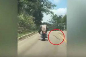 Φίδι εκτινάσσεται εναντίον μοτοσικλετιστή την ώρα που περνούσε δίπλα του (video)