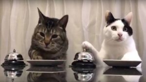 Οι γάτες του Παβλόφ (βίντεο)