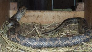 Tεράστιο φίδι στο Αγρίνιο καταπίνει τα αυγά μέσα στο κοτέτσι (VIDEO)
