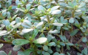 Γλυστρίδα ή Αντράκλα: Ένα αρχαίο θεραπευτικό φυτό με πλούσιες ιδιότητεςπου είναι σωστό να γνωρίζουμε ...!
