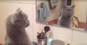 Δείτε την αντίδραση αυτής της γάτας όταν βλέπει τον εαυτό της στον καθρέφτη. (Βίντεο)