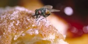Τι συμβαίνει όταν ακουμπάει μια μύγα πάνω στο φαγητό (βίντεο)