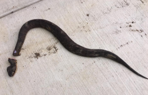 Αποκεφάλισε ένα δηλητηριώδες φίδι που βρήκε στην αυλή της - Δευτερόλεπτα αργότερα, συνέβη ο,τι πιο σοκαριστικό