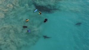 Ένα drone καταγράφει τεράστιους καρχαρίες να κολυμπούν δίπλα σε παιδιά! (pics & vid)
