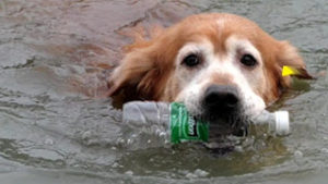 Ο σκύλος που καθαρίζει τα ποτάμια από τα πλαστικά μπουκάλια [video]