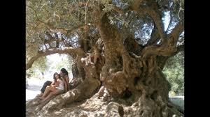 Τα αρχαία ελαιόδεντρα της Κρήτης