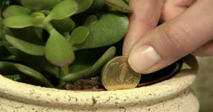 Βάλτε αυτό το φυτό σπίτι σας και θα δείτε τα χρήματα σας να αυξάνονται…