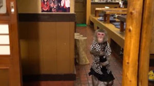 Εστιατόρια στην Ιαπωνία έχουν ως σερβιτόρους μαϊμούδες μακάκους! [video]