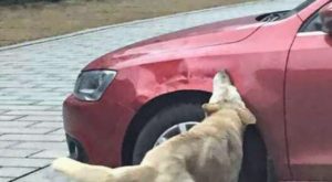 Οδηγός κλώτσησε σκύλο για να παρκάρει – ΑΥΤΟ που έγινε στην συνέχεια θα το θυμάται για πάντα! (ΦΩΤΟ)