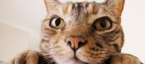 Ούτε που φαντάζεστε τι «ζούσε» μέσα στη... μύτη μιας γάτας (βίντεο)