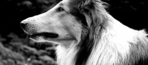 Η άγνωστη ιστορία που ενέπνευσε τη «Λάσι»-Τί απέγινε ο όμορφος σκύλος της σειράς(φωτό,βίντεο)