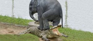Ελέφαντας σώζει το μικρό του από τα δόντια ενός κροκόδειλου