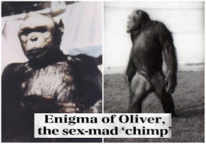 Το «υβρίδιο» ανθρώπου και χιμπατζή. ‘Επινε καφέ και αλκοόλ, περπατούσε όρθιος και του άρεσαν οι γυναίκες. Έγινε πειραματόζωο και έζησε ως τα 52 του χρόνια!