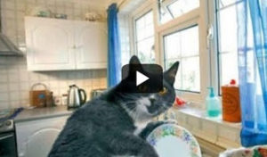 Γάτες βοηθούν στο πλύσιμο των πιάτων! (video)