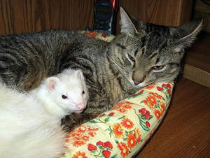 Ασυνήθιστες φιλίες μεταξύ ζώων