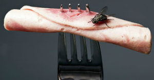 Προειδοποίηση από επιστήμονες: Αν μύγα ακουμπήσει το φαγητό θα πάθετε… Προσοχή