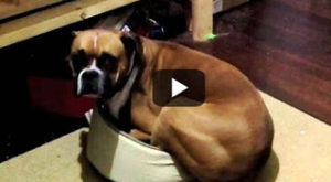 Μεγάλοι σκύλοι σε μικρά κρεβάτια! (video)
