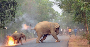 Η φωτογραφία μικρού ελέφαντα που καίγεται από ανθρώπινη επίθεση κερδίζει διεθνές βραβείο