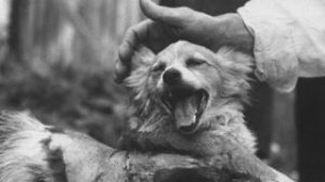 Τα άκρως απόρρητα Σοβιετικά πειράματα που βγαίνουν στην δημοσιότητα – Επιστήμονες επανέφεραν σκύλο στη ζωή! (video)