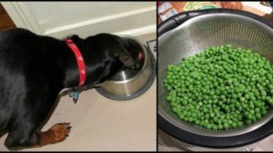 10 Υγιεινά Φαγητά τα οποία πρέπει να Ταΐζετε και στον Σκύλο σας αν θέλετε να έχει μια Σωστή και Ισορροπημένη Διατροφή.