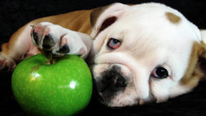 Μπορεί ο σκύλος μου να φάει άφοβα μήλο;