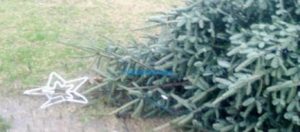 Ξέφυγε η κατάσταση: Επιδρομές με αλυσοπρίονα – Κόβουν Χριστουγεννιάτικα δέντρα και βανδαλίζουν φάτνες (βίντεο)