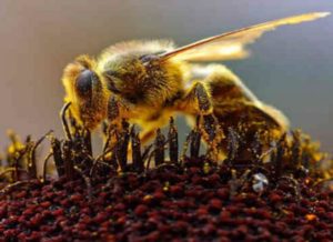 Το δηλητήριο της μέλισσας «κλειδί» για τη θεραπεία του καρκίνου;