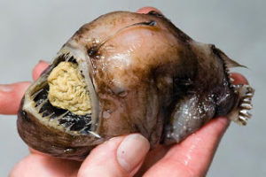Τα πιο παράξενα πλάσματα που έχουν βρεθεί στην θάλασσα σε ανατριχιαστικές φωτογραφίες!