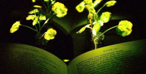 Φυτά που λάμπουν θα φωτίζουν το χώρο μας;