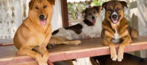 Αποσύρεται για να επανεξεταστείτο νομοσχέδιο για τα κατοικίδια και τα αδέσποτα ζώα