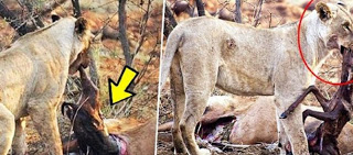 Λιοντάρι τρώει ελάφι που ήταν έγκυος - Αυτό που κάνει στη συνέχεια ξεπερνά κάθε λογική (φωτο)