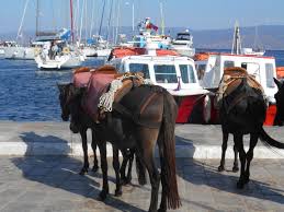 Σοκάρει η κακοποίηση των ιπποειδών στην Ελλάδα - Νέο σποτ