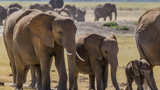 Νέα ανακάλυψη: Μυστικό γονίδιο «ζόμπι» σκοτώνει τον καρκίνο και υπάρχει μόνο στους ελέφαντες!