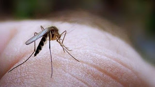 Σαρώνει ο ιός του Δυτικού Νείλου: Άλλοι πέντε θάνατοι μέσα σε μία εβδομάδα