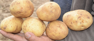 Τι σημαίνει αν οι πατάτες έχουν πρασινίσει λίγο- Τι κίνδυνος υγείας υπάρχει