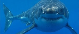 Έπιασαν καρχαρία με το καλάμι αλλά αυτό που ακολούθησε δεν μπορούσαν να το φανταστούν (βίντεο)