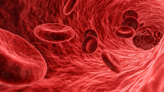 Επιστημονική πρωτιά: Δημιουργήθηκαν τέλεια αιμοφόρα αγγεία στο εργαστήριο